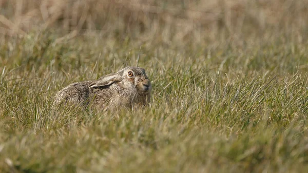 Close Seup View Cute Hare — стоковое фото