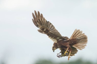 Mavi arka planda avlanan kartalın yakın çekim görüntüsü