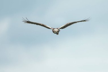 Mavi arka planda avlanan kartalın yakın çekim görüntüsü