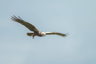 Mavi arka planda avlanan kartalın yakın çekim görüntüsü
