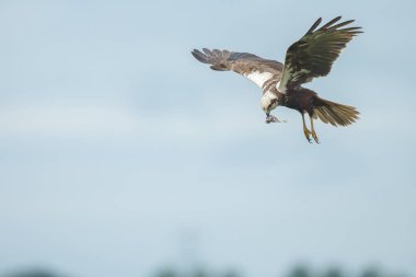 Mavi arka planda avlanan kartalın yakın çekim görüntüsü