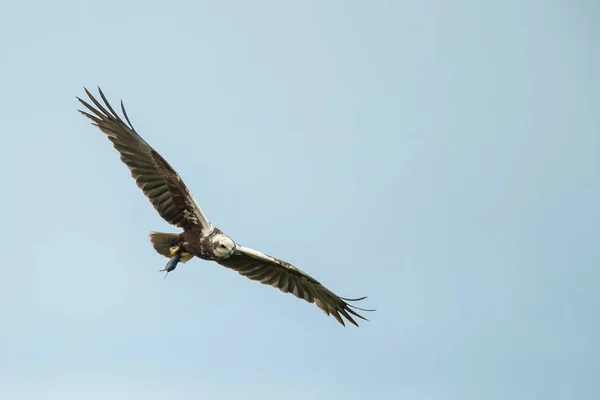 독수리가 하늘에서 사냥하는 모습을 — 스톡 사진