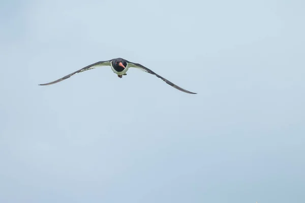 Close Shot Seagull Flying Sky — Stock Photo, Image