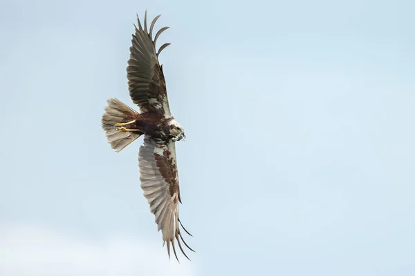 青い空を背景に鷲狩りのクローズアップ動画 — ストック写真