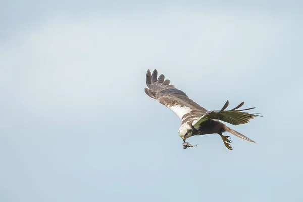 青い空を背景に鷲狩りのクローズアップ動画 — ストック写真