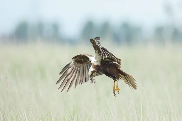 Gros Plan Plan Plan Chasse Aigle Sur Fond Ciel Bleu — Photo