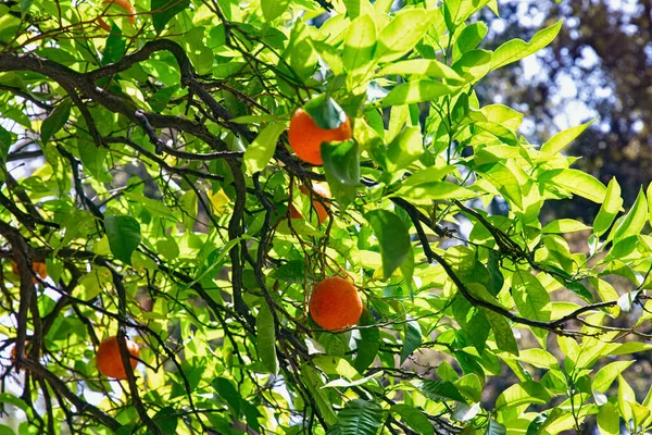 Árvore Verde Com Laranjas Jardim — Fotografia de Stock