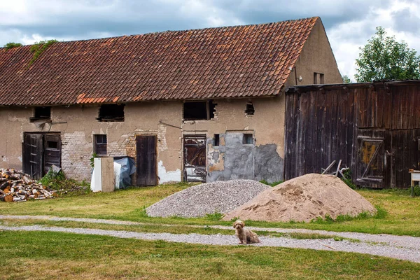 Mały Pies Domowy Pobliżu Starych Brudnych Budynków Wiosce — Zdjęcie stockowe