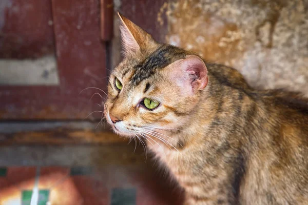 摩洛哥费兹市可爱的小猫咪的画像 — 图库照片
