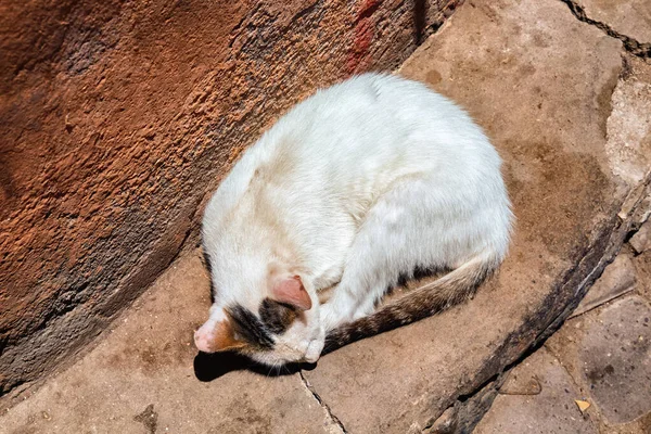 Gato Callejero Dormido Cerca Antigua Muralla Medina Marrakech Marruecos —  Fotos de Stock