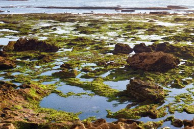 Atlas Okyanusu 'nun volkanik kıyılarının yüzeyi Fas' ın Essaouira bölgesinde gelgit zamanında..