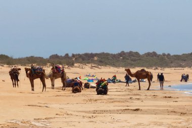 ESSAOUIRA, MOROCCO - 10 Haziran 2017: Rehberli develer Atlantik Okyanusu kıyısında turistleri beklerken dinleniyorlar.