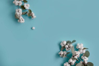 Renkli arkaplanda beyaz böğürtlen dalı