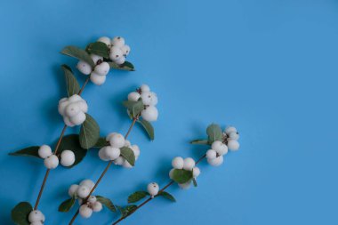 Renkli arkaplanda beyaz böğürtlen dalı