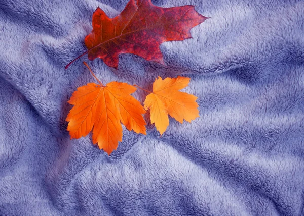 Ciepły Materiał Jesień Liść Piękne Tło — Zdjęcie stockowe