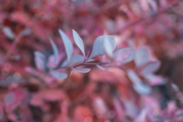 beautiful natural branch background morning