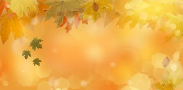 Bingkai Latar Belakang Maple Daun Musim Gugur — Stok Foto