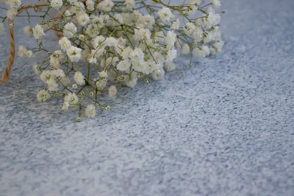 Krásná Barva Gypsophila Rám Betonovém Pozadí — Stock fotografie