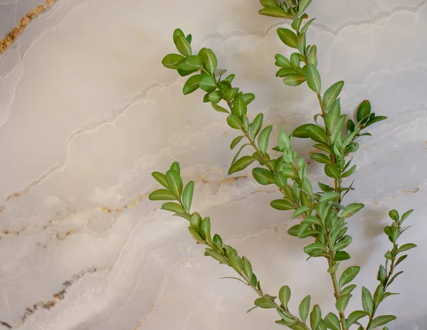 Green Branch Marble Background — Stock Photo, Image