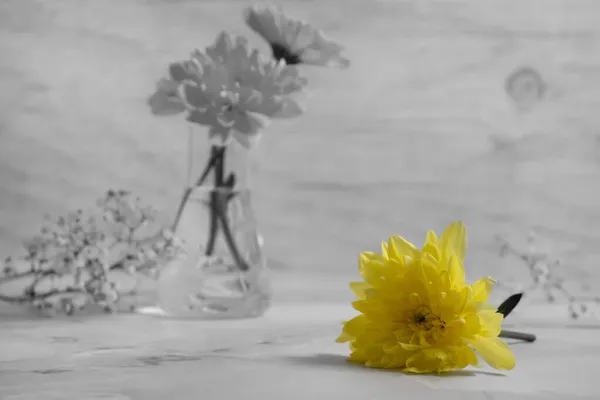 Желтая Хризантема Стеклянной Вазе — стоковое фото