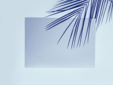 Açık renkli yeşil palmiye yaprağı