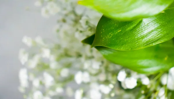 Green Leaf Gypsophila Flower Beautiful Background — Stockfoto