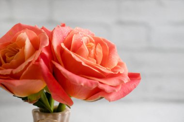 Vazodaki gül çiçeği eski arkaplanda