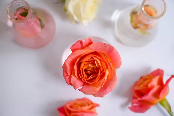 Laboratory Flask Flower Rose Light Background — Stock Photo, Image