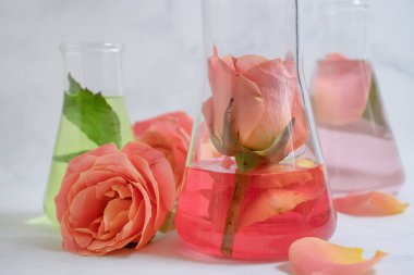 Laboratuvar matarası çiçeği hafif arkaplanda yükseldi