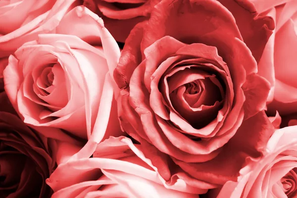 Schöne Frische Rose Hintergrund Frühling — Stockfoto