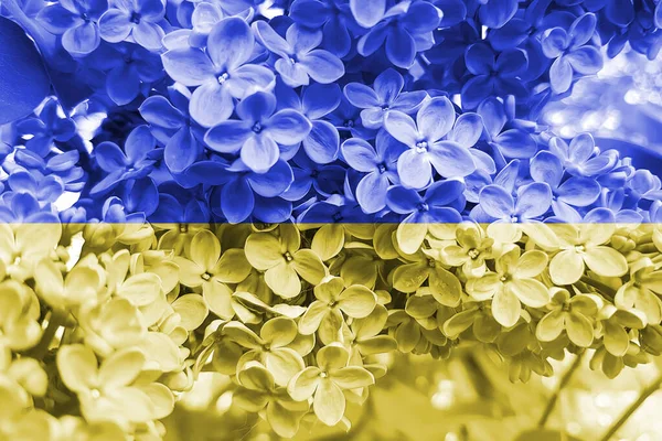 Färger Flagga Ukraina Vacker Blomma — Stockfoto