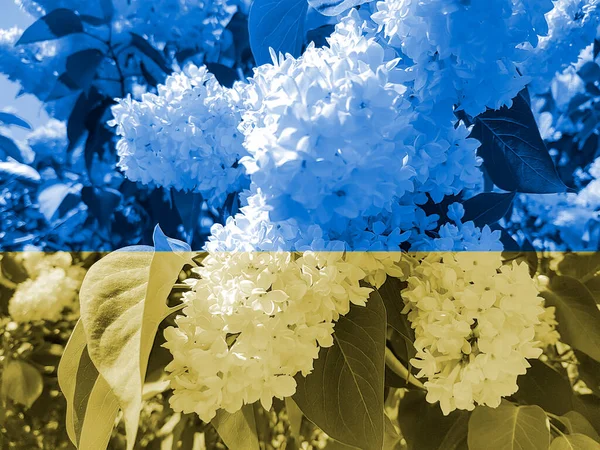 Färger Flagga Ukraina Vacker Blomma — Stockfoto