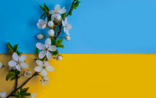 Blommande Gren Körsbär Blå Gul Bakgrund — Stockfoto