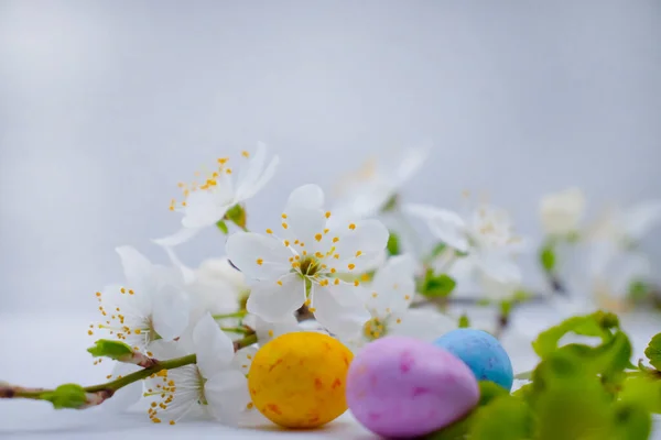 Fleurs Cerisier Oeufs Sur Fond Clair — Photo