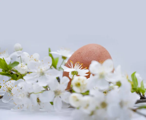 Cherry Blossoms Eggs Light Background — Stock Photo, Image