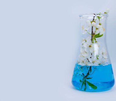 Laboratuvar şişesi, arka planda kiraz çiçekleri.