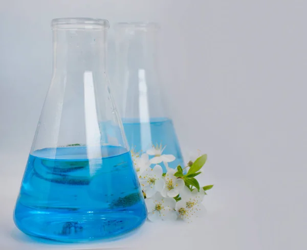 Laboratory Flask Cherry Blossoms Light Background — Stock Photo, Image