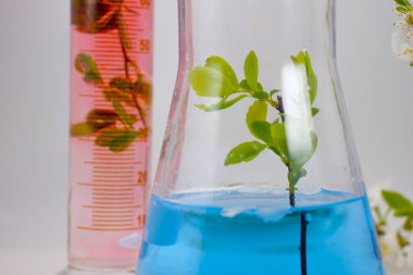 Laboratuvar şişesi, arka planda kiraz çiçekleri.