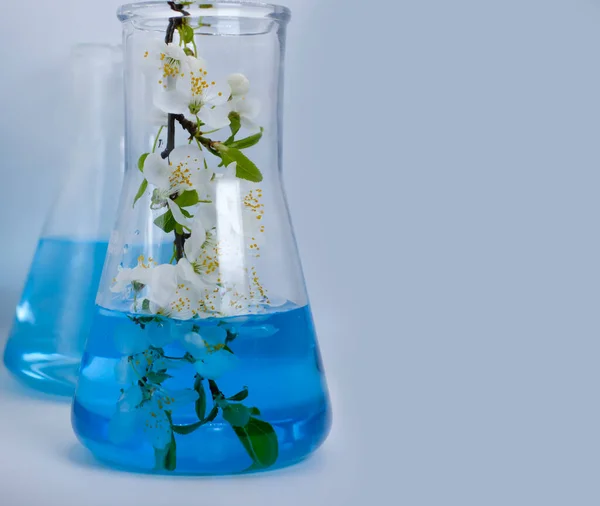 Laboratory Flask Cherry Blossoms Light Background — Stock Photo, Image