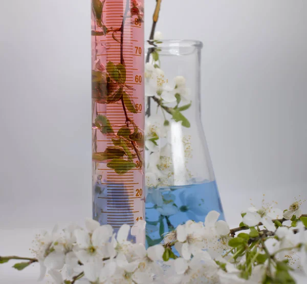 Laboratory Flask Cherry Blossoms Light Background — Stock Photo, Image