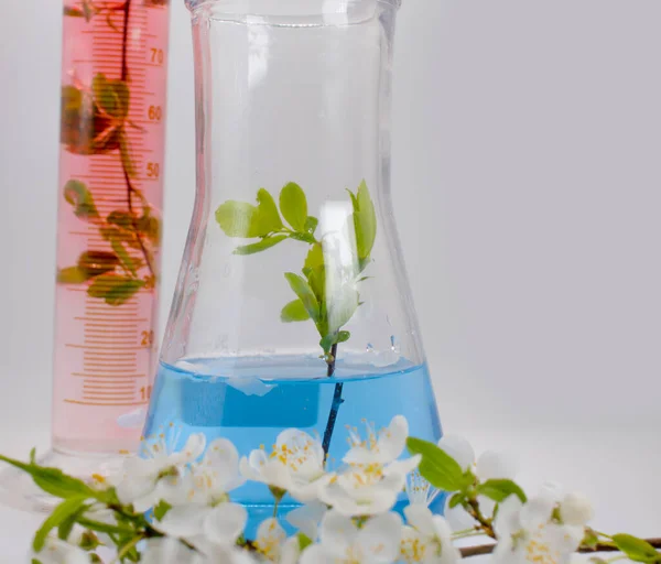 Εργαστηριακή Φιάλη Άνθη Κερασιάς Ελαφρύ Φόντο — Φωτογραφία Αρχείου