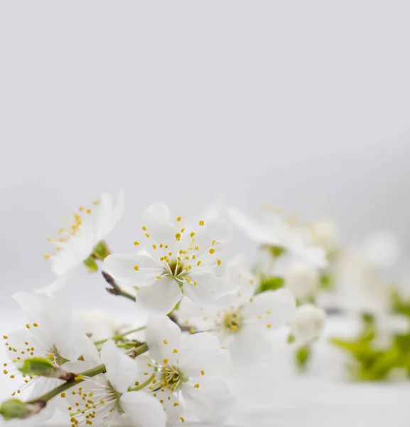 Blossoming Cherry Branch White Background — Stock Photo, Image