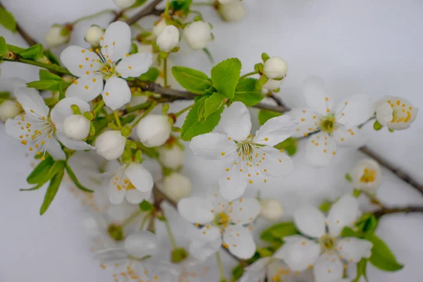 Blühender Kirschzweig Auf Weißem Hintergrund — Stockfoto
