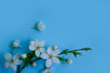 Renkli arkaplanda çiçek açan kiraz dalı