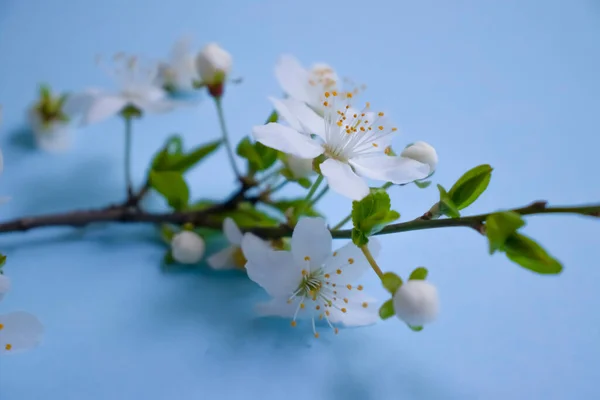 Blossoming Cherry Branch Colored Background — Foto de Stock
