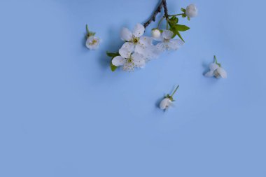 Renkli arkaplanda çiçek açan kiraz dalı