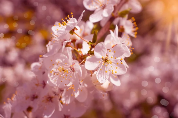 Blühender Kirschzweig Schöner Hintergrund — Stockfoto