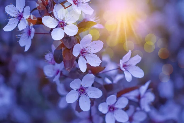 Cherry Blossom Beautiful Spring Background — Stock Photo, Image
