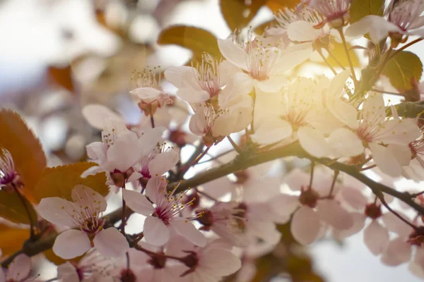 Fiore Ciliegio Bellissimo Sfondo Primavera — Foto Stock