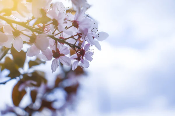 Kirschblüte Schön Frühling Hintergrund — Stockfoto